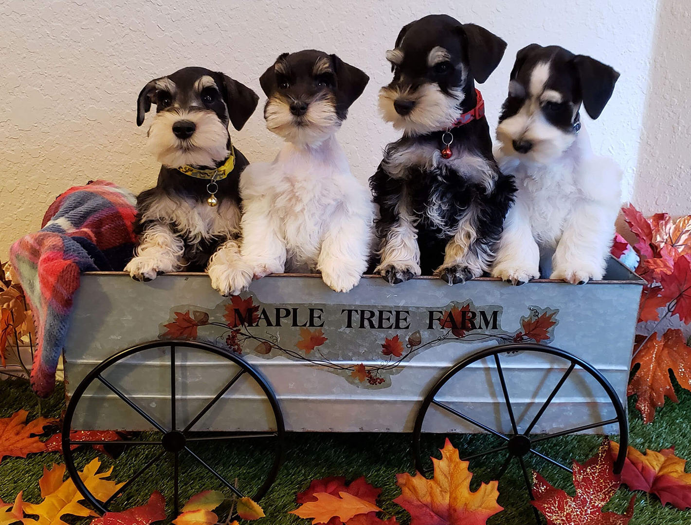 Owasso Miniature Schnauzer Dog Breeder, Miniature Schnauzer Puppies for Sale and Miniature Schnauzer Dogs for Sale