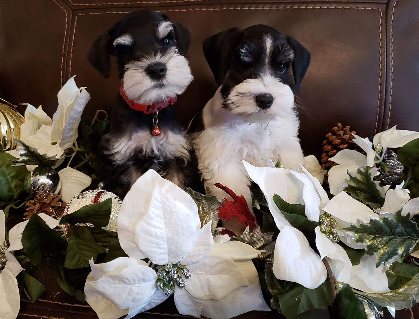 Tulsa Miniature Schnauzer Dog Breeder, Miniature Schnauzer Puppies for Sale and Miniature Schnauzer Dogs for Sale