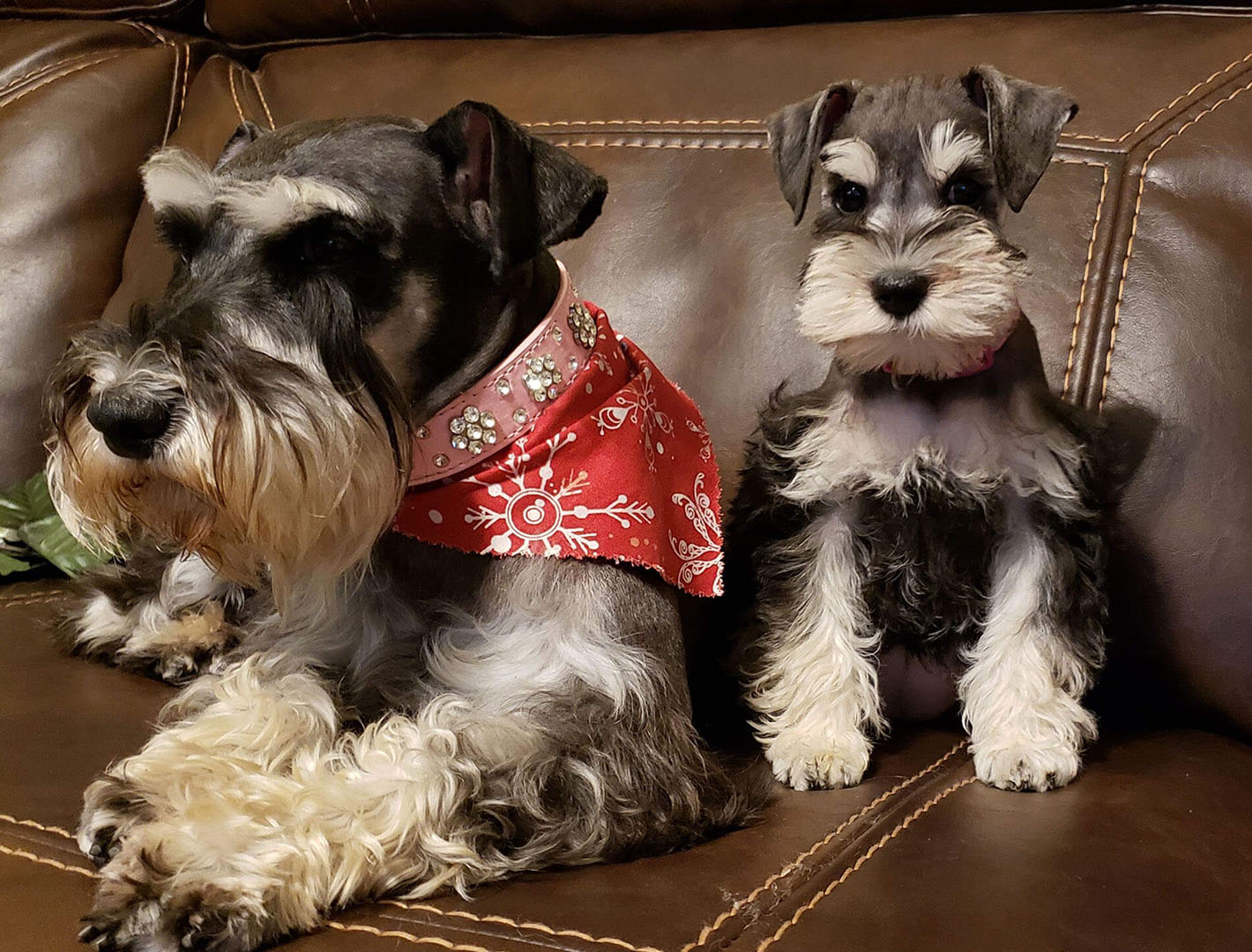 Tulsa Miniature Schnauzer Dog Breeder, Miniature Schnauzer Puppies for Sale and Miniature Schnauzer Dogs for Sale